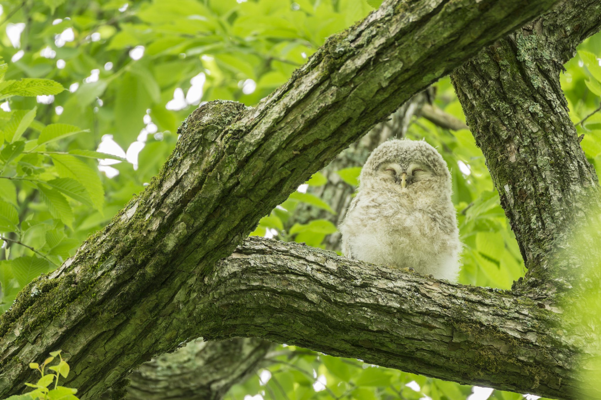 Sony a6000 + Tamron SP 150-600mm F5-6.3 Di VC USD sample photo. Baby owl photography