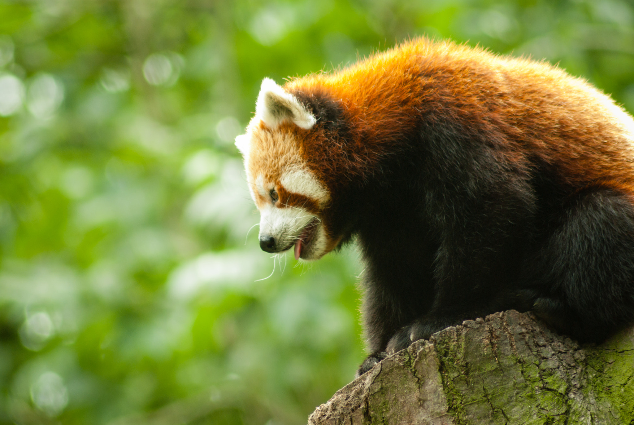 Tamron AF 70-300mm F4-5.6 Di LD Macro sample photo. Red panda in profile photography