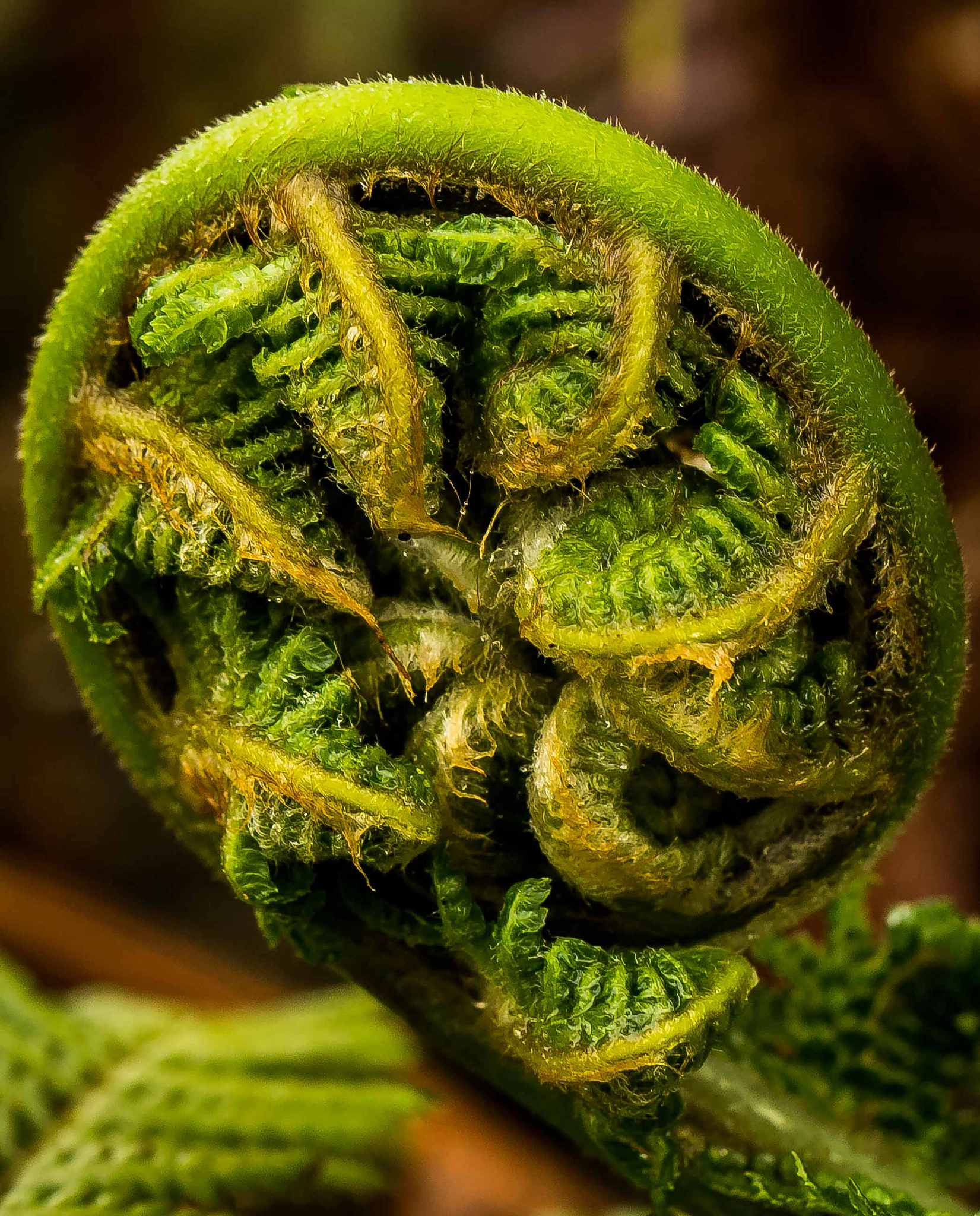 Canon EOS 60D + Canon EF 100mm F2.8L Macro IS USM sample photo. Dicksonia antarctica juvenile frond photography