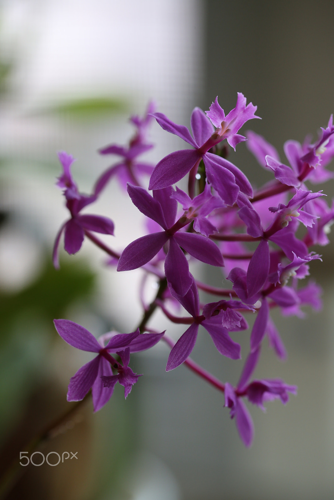 Canon EF 100mm F2.8L Macro IS USM sample photo. Ckt photography