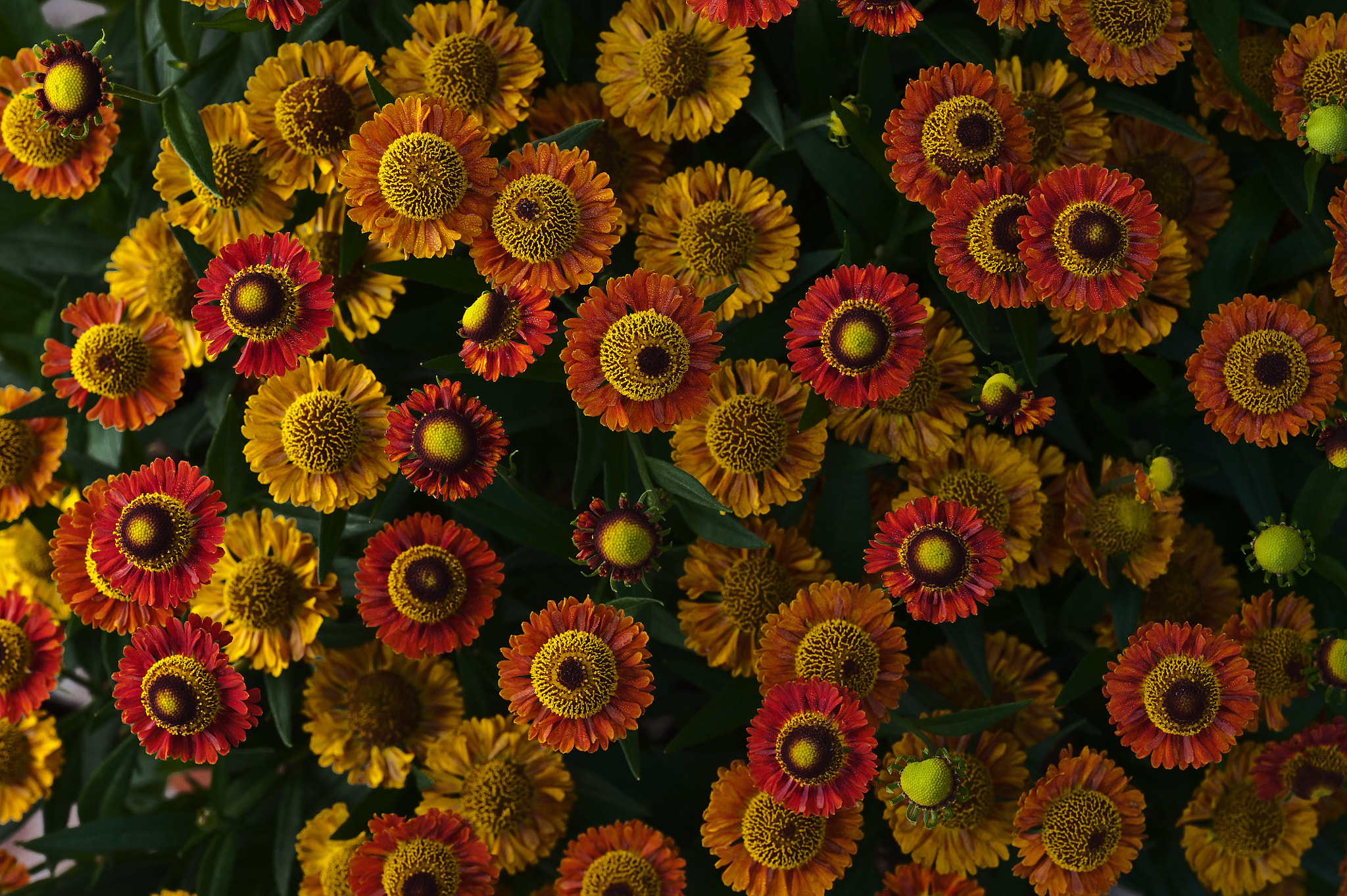Nikon D700 sample photo. Flower crowd photography