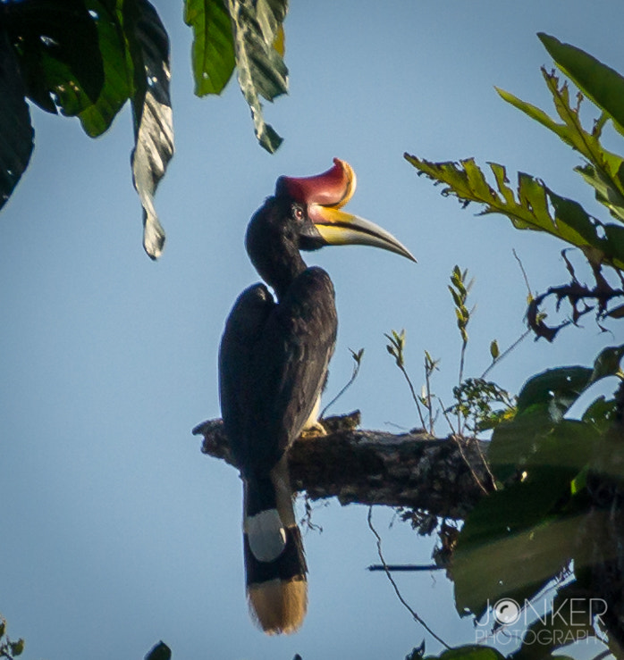 Sony SLT-A58 + DT 18-270mm F3.5-6.3 SSM sample photo. Rhinoceros hornbill photography