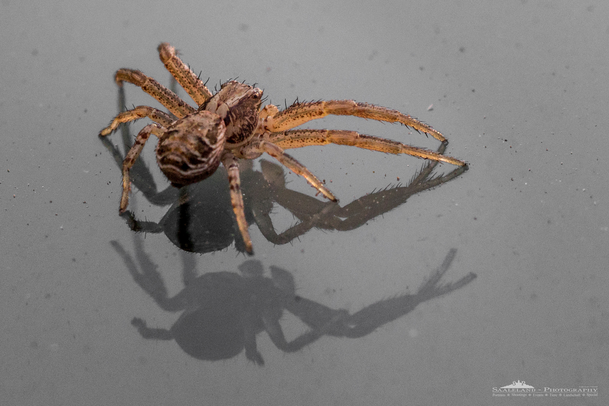 Tamron SP 35mm F1.8 Di VC USD sample photo. Jumping spider #2 photography