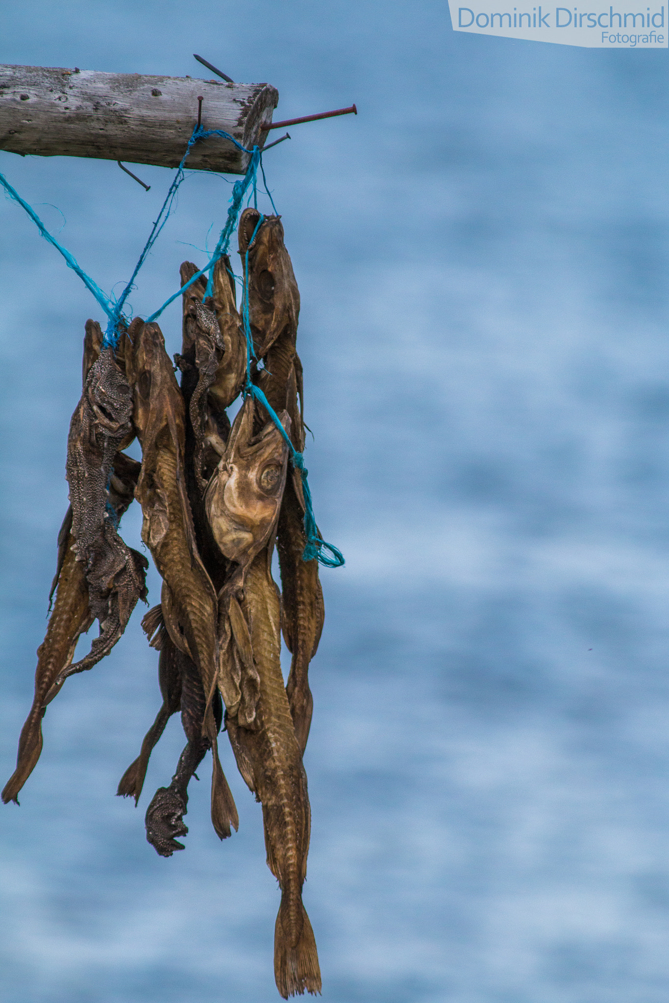 Canon EOS 70D + Canon EF 300mm F4L IS USM sample photo. Fish photography