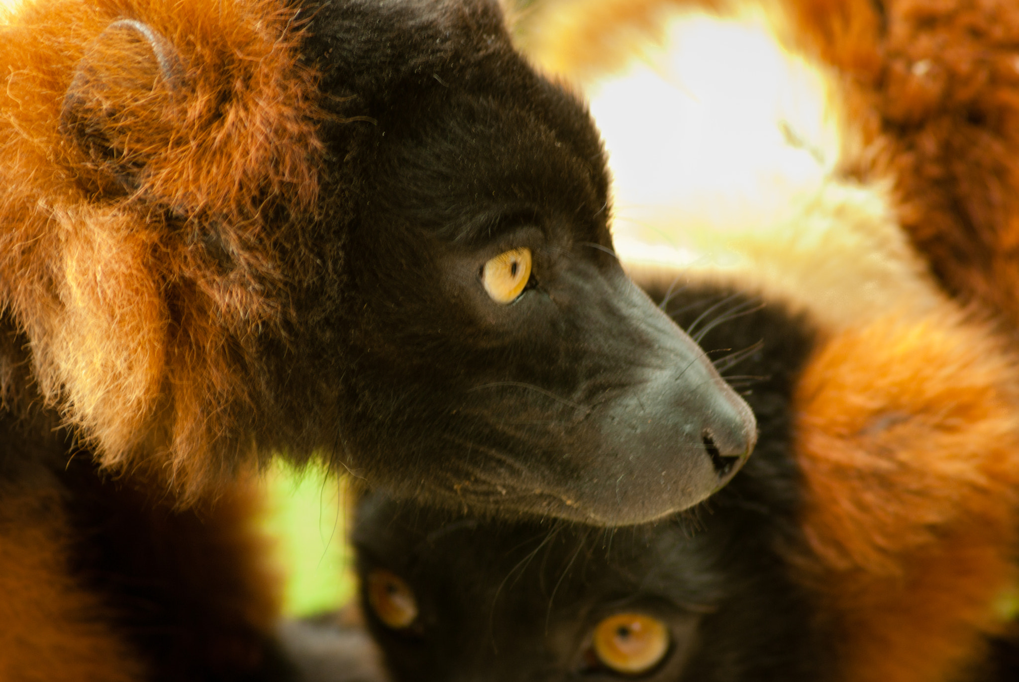 Tamron AF 70-300mm F4-5.6 Di LD Macro sample photo. Red ruffed lemurs in bundle - close-up photography