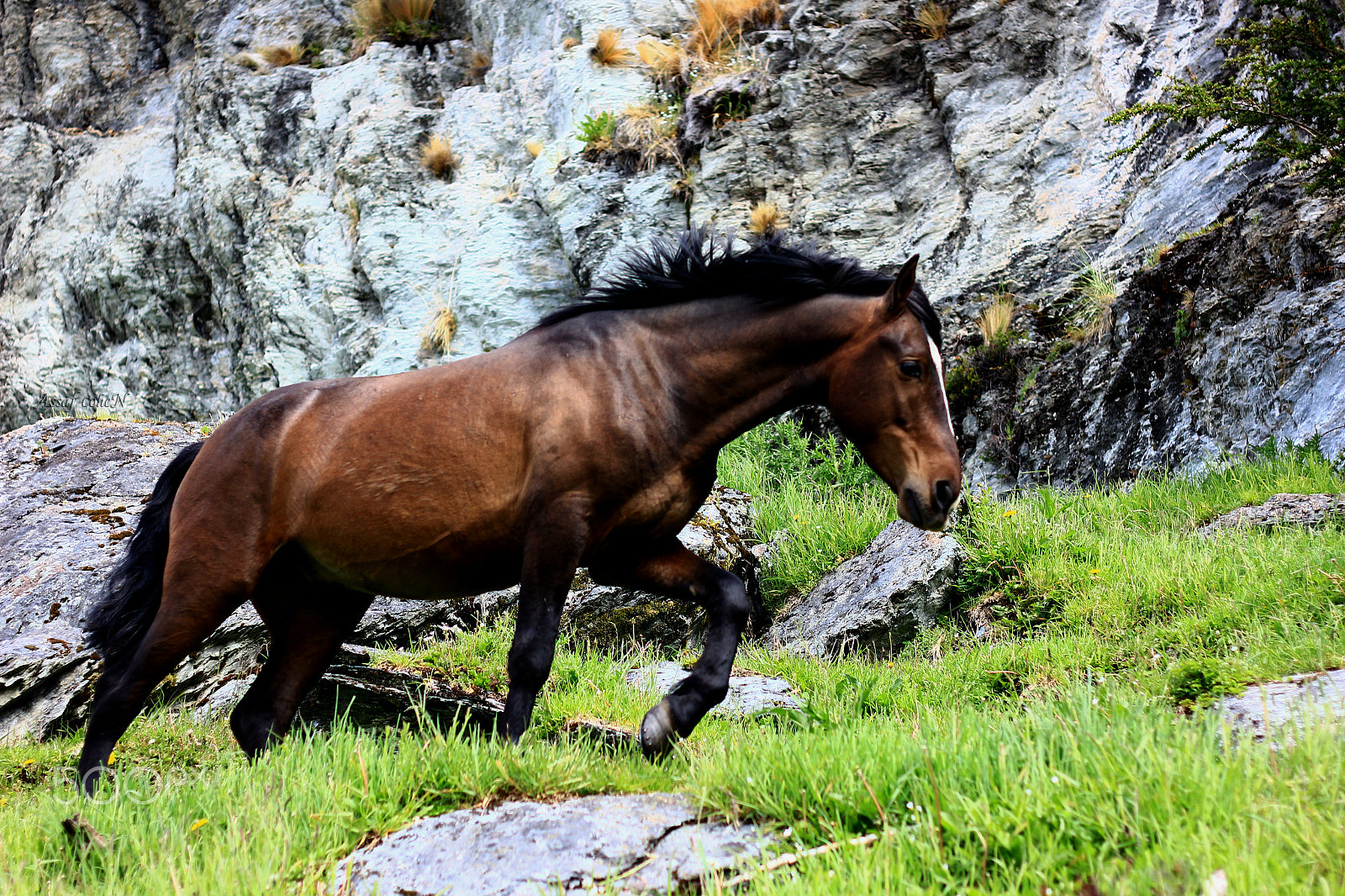 Canon EOS 550D (EOS Rebel T2i / EOS Kiss X4) sample photo. Wild horses photography