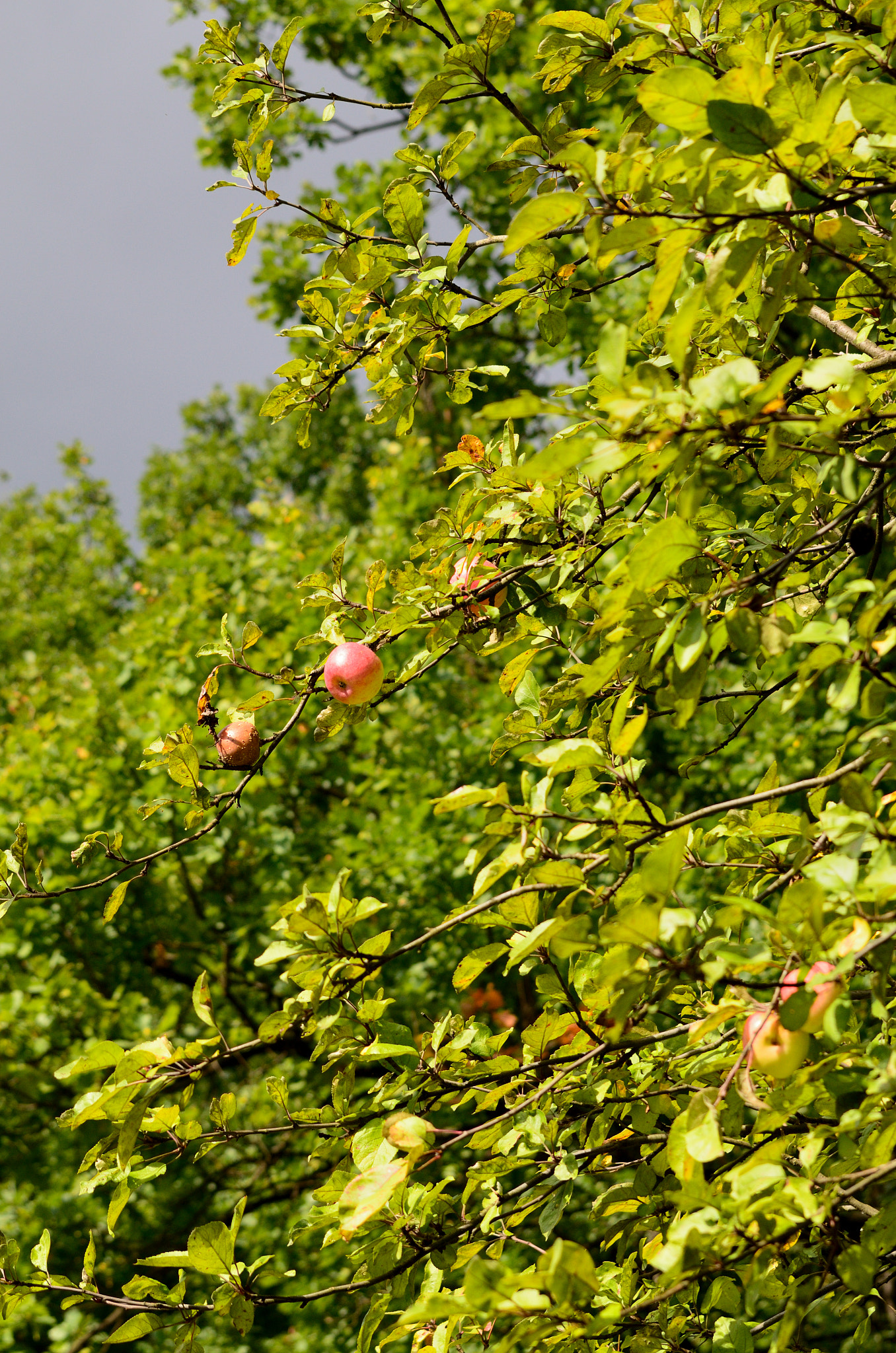 Nikon D7000 + Sigma 70-300mm F4-5.6 DG OS sample photo. Wilding apple trees photography