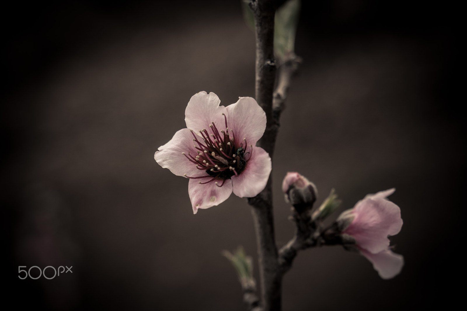 Canon EF 24-105mm F3.5-5.6 IS STM sample photo. Early spring 2 photography