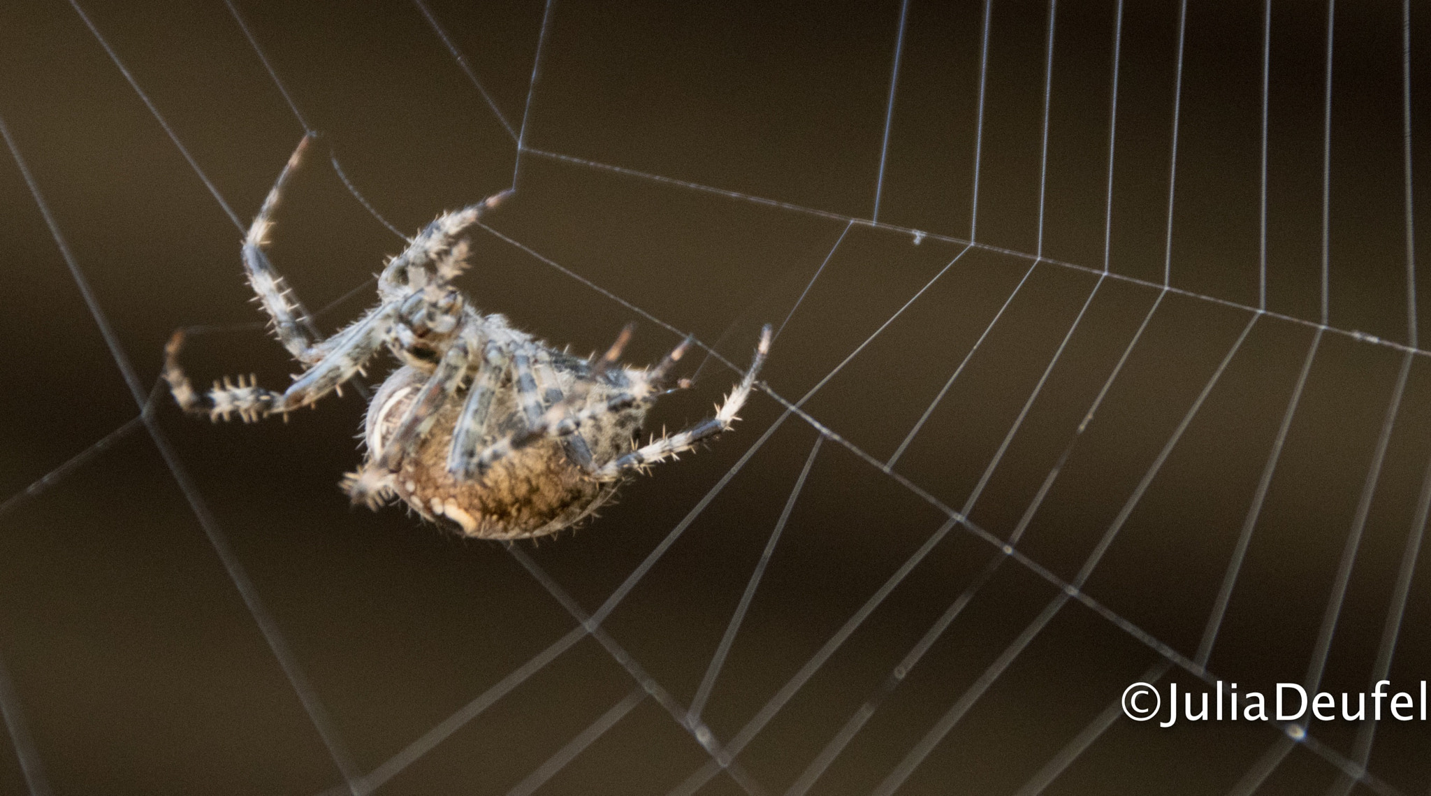 Nikon D5300 + Sigma 18-200mm F3.5-6.3 II DC OS HSM sample photo. Cross spider photography