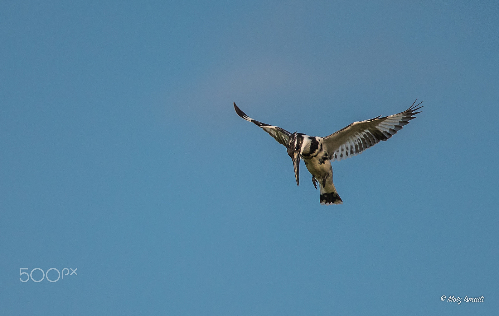 Nikon D750 + Nikon AF-S Nikkor 300mm F4D ED-IF sample photo. Kingfisher photography