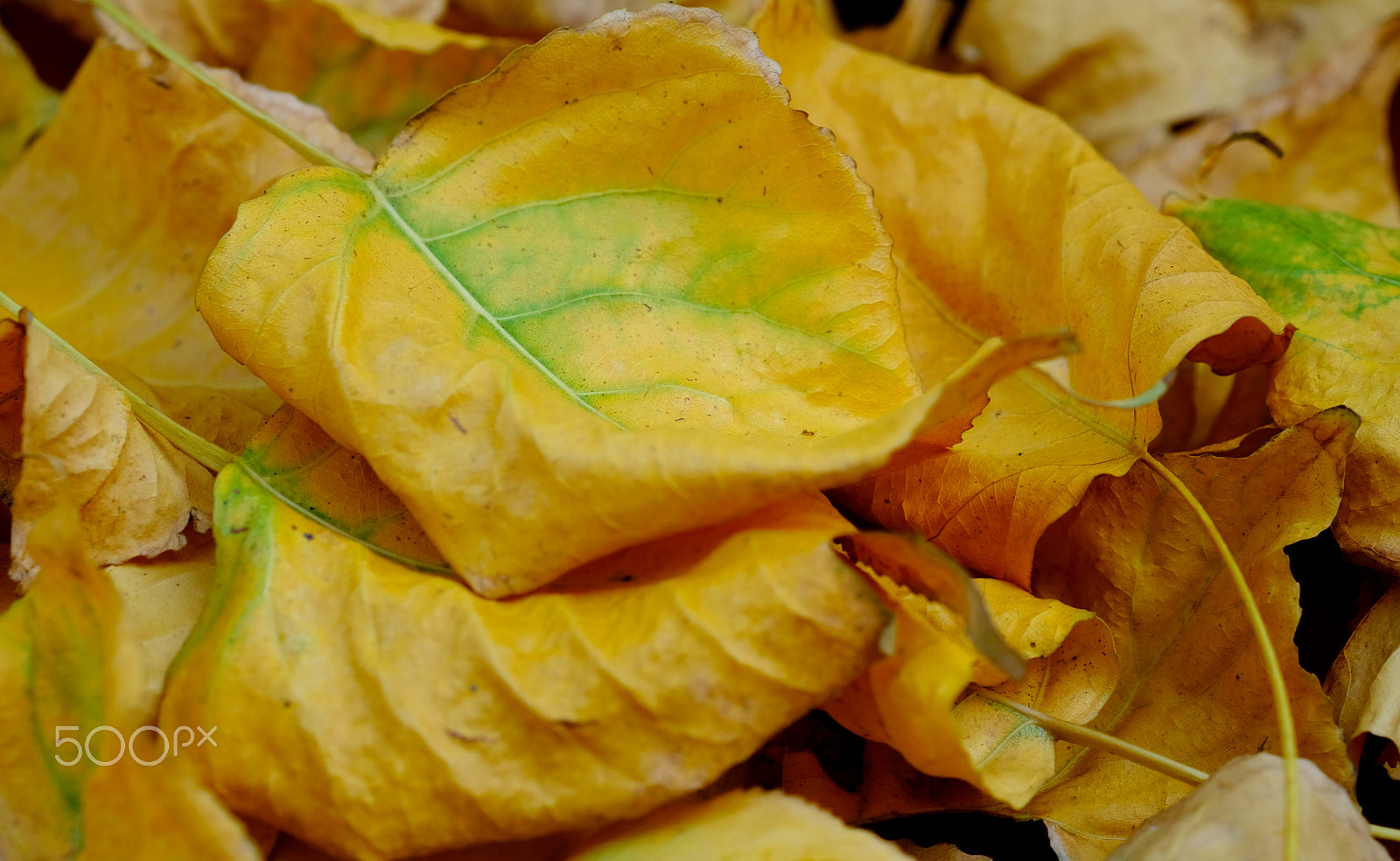 Fujifilm X-T2 + Fujifilm XF 60mm F2.4 R Macro sample photo. Autumn leaves photography