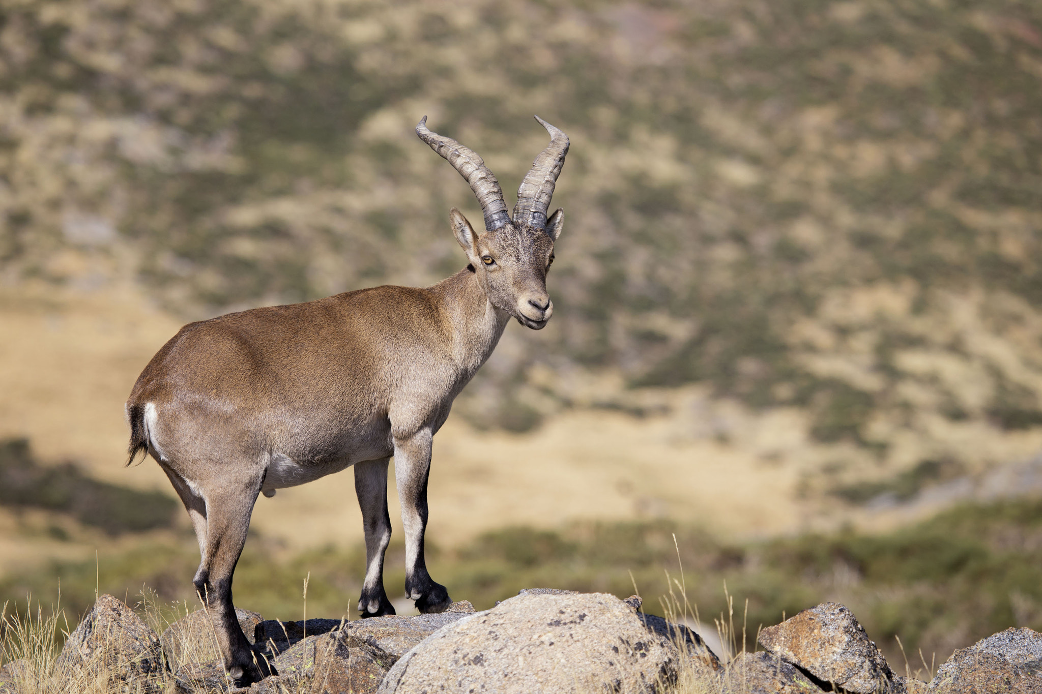 Canon EF 100-400mm F4.5-5.6L IS USM sample photo. Sierra de gredos, spain, wild western spanish ibex (capra pyrenaica victoriae). photography
