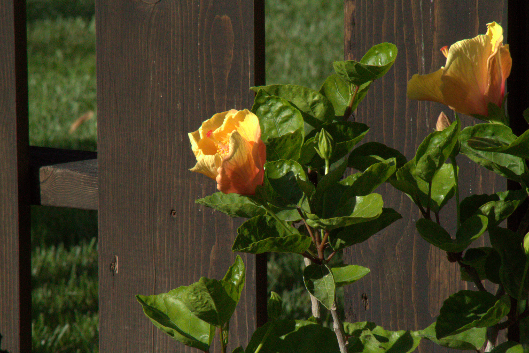 Canon EOS 500D (EOS Rebel T1i / EOS Kiss X3) + EF75-300mm f/4-5.6 sample photo. Hibiscus photography