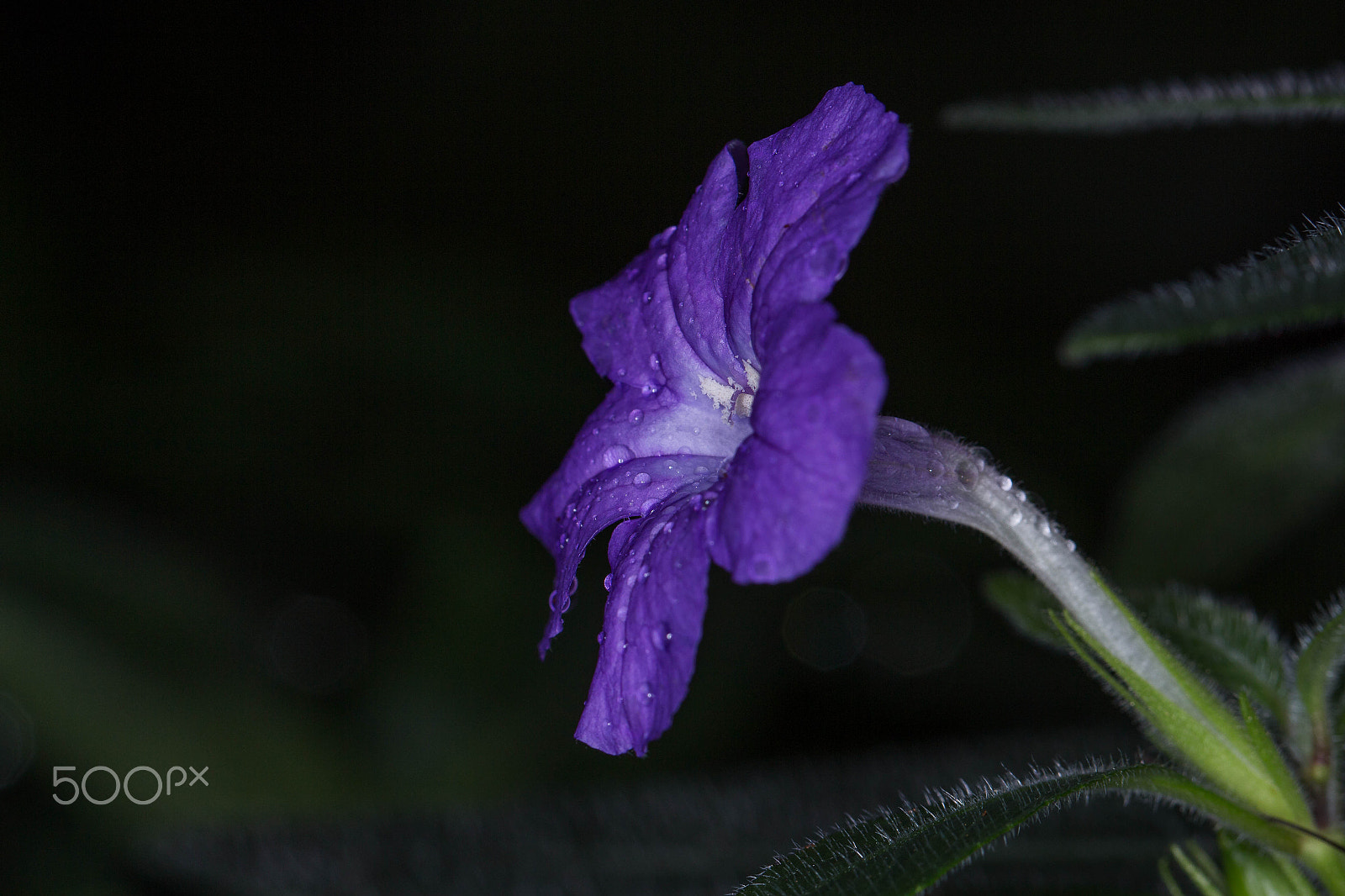 Canon EOS 700D (EOS Rebel T5i / EOS Kiss X7i) + Canon EF 100mm F2.8L Macro IS USM sample photo. Raindrop flower photography