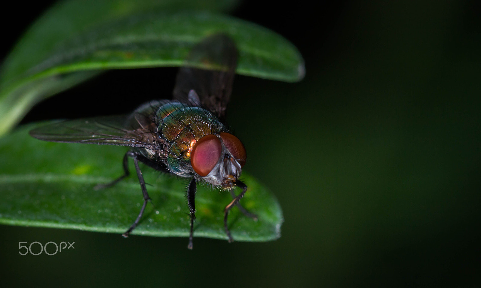 Canon EOS 700D (EOS Rebel T5i / EOS Kiss X7i) + Canon EF 100mm F2.8L Macro IS USM sample photo. Fly photography