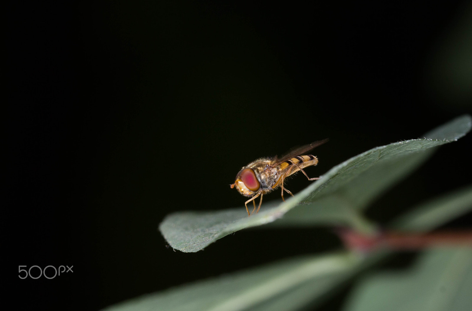 Canon EOS 700D (EOS Rebel T5i / EOS Kiss X7i) + Canon EF 100mm F2.8L Macro IS USM sample photo. Flower fly photography