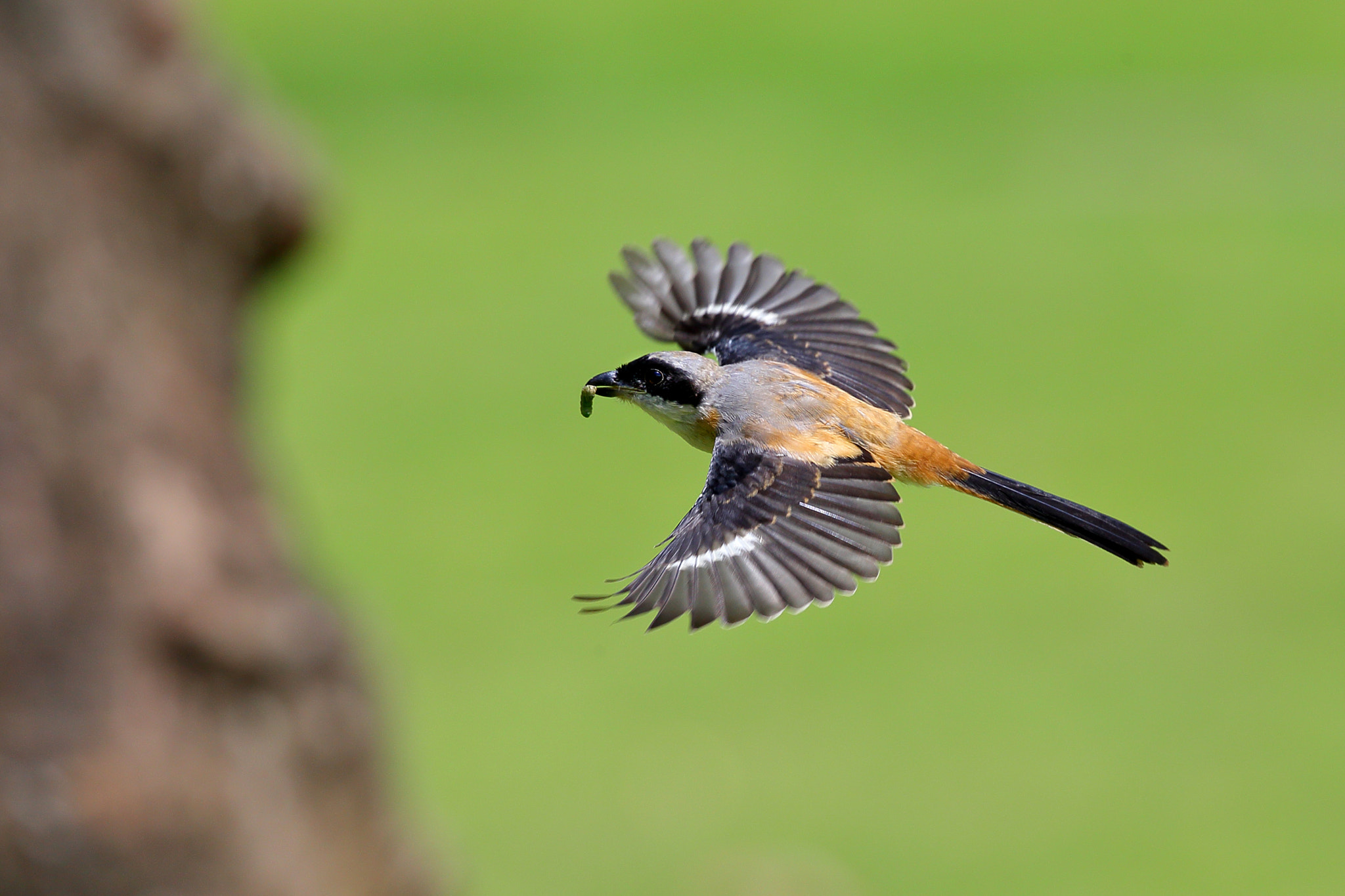 Canon EOS-1D X + Canon EF 300mm F2.8L IS II USM sample photo. Gains photography