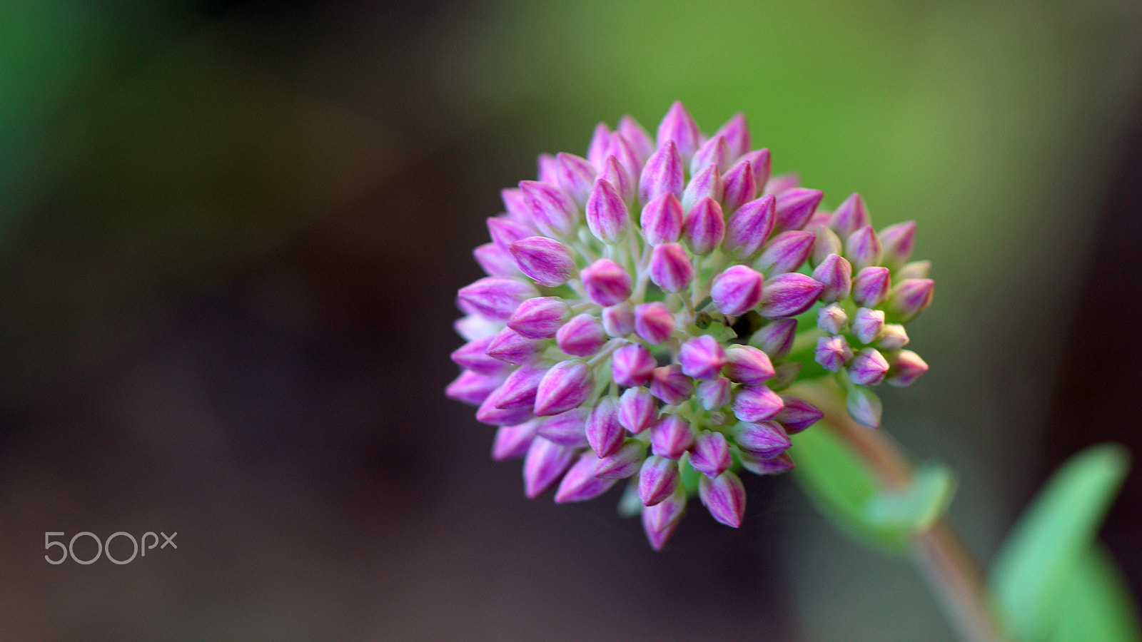 Canon EF 100mm F2.8L Macro IS USM sample photo. Flower photography
