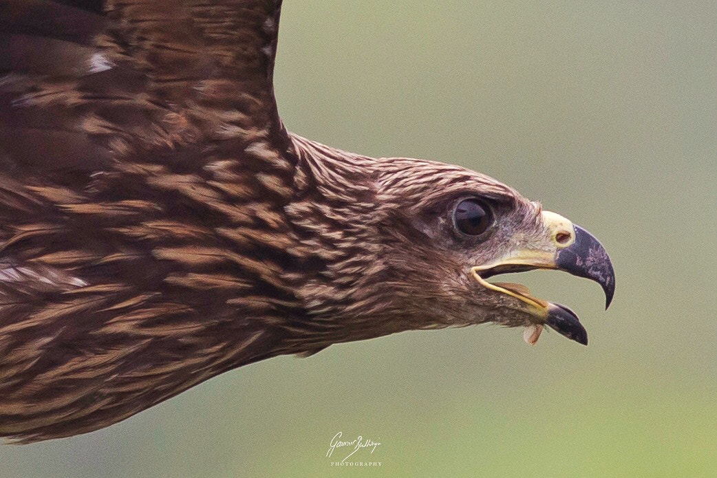 Canon EOS 6D + Canon EF 400mm F5.6L USM sample photo. Black kite close up shot.. photography