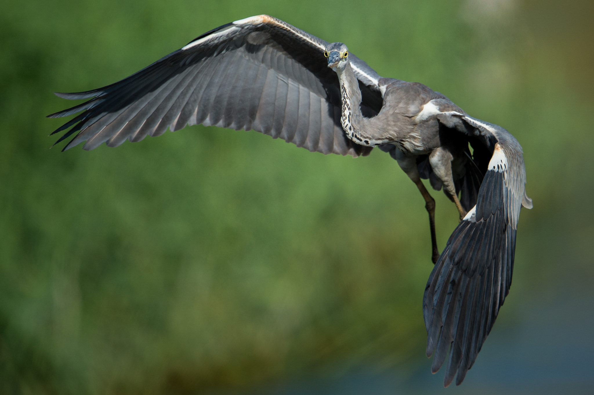 Nikon AF-S Nikkor 600mm F4E FL ED VR sample photo. Grey heron photography