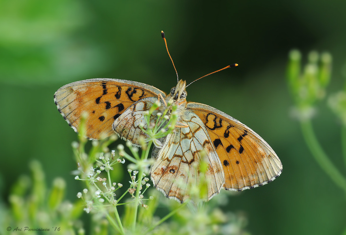 Sigma 150mm F2.8 EX DG OS Macro HSM sample photo. I have a tiny wing photography