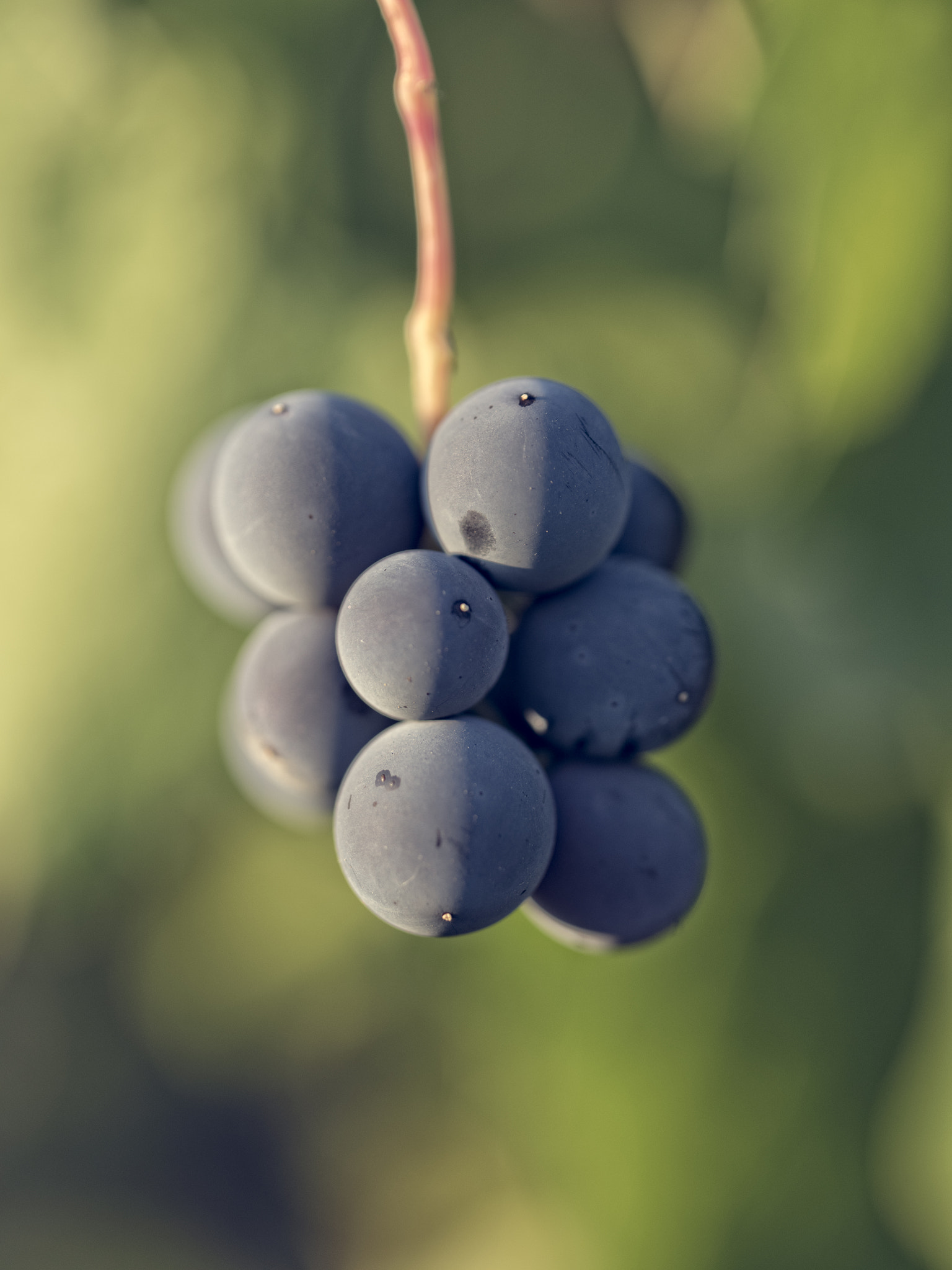 Pentax 645Z + HD Pentax D FA 645 Macro 90mm F2.8 ED AW SR sample photo. Grapes at its best photography
