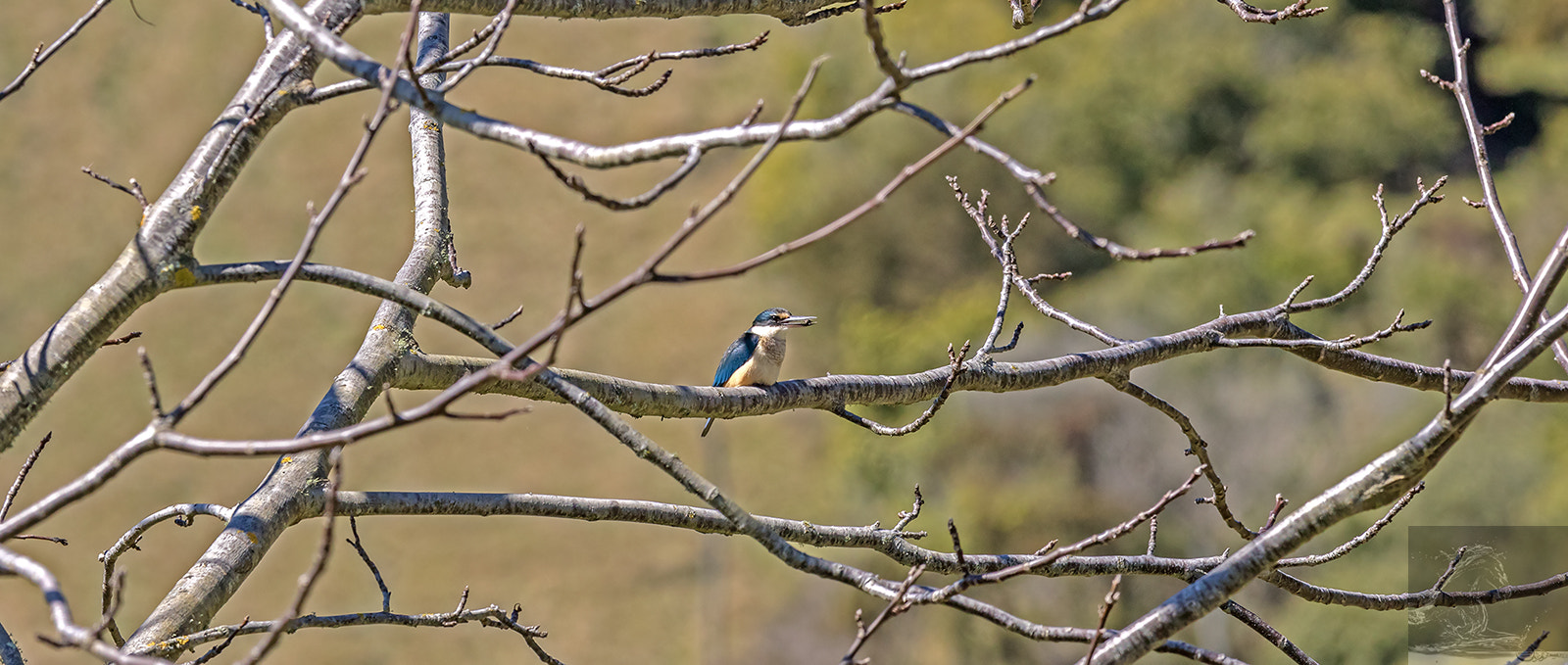 Canon EF 300mm F2.8L IS USM sample photo. Sacred kingfisher 40 photography