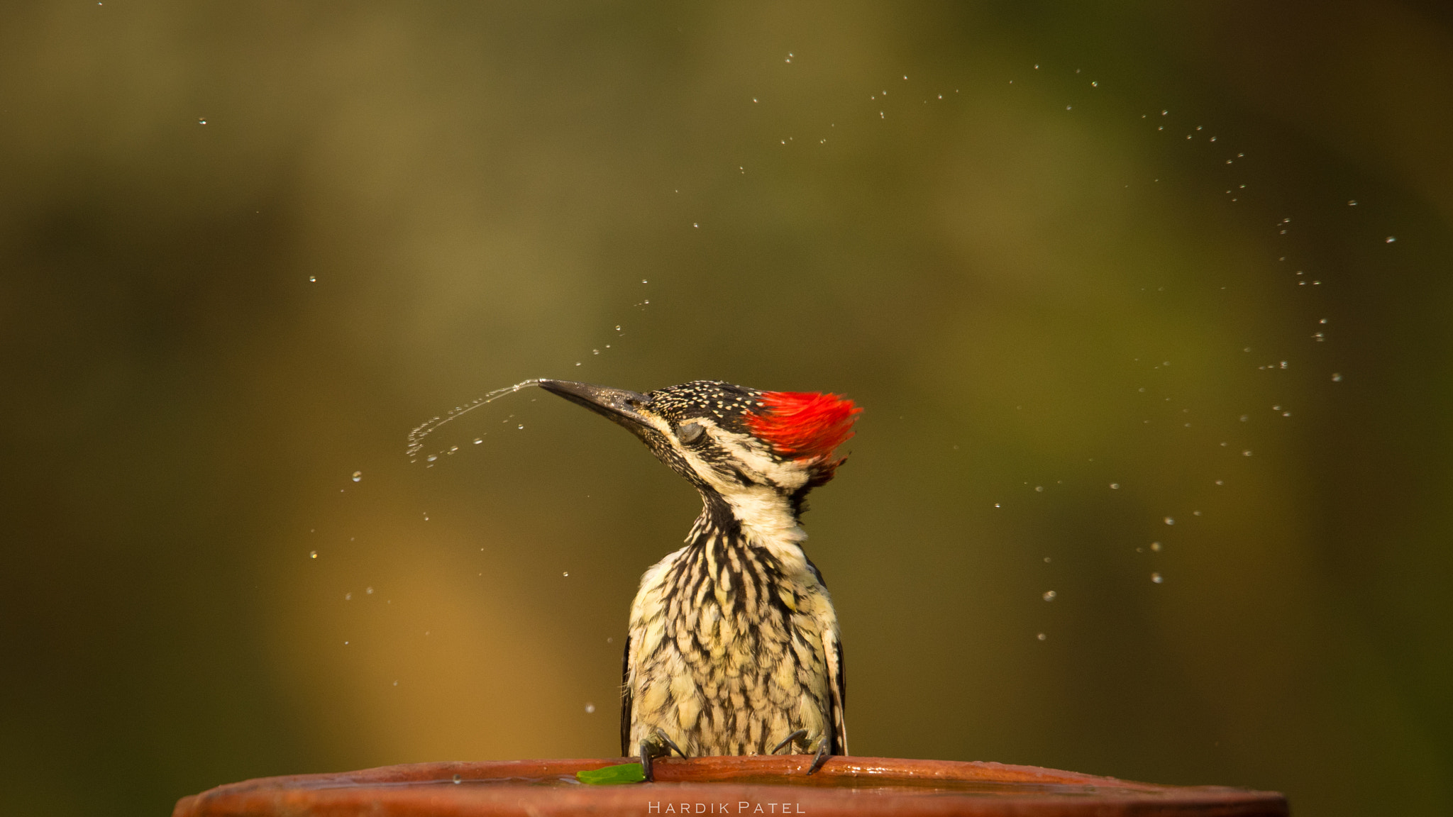Nikon D5 sample photo. Thirsty photography