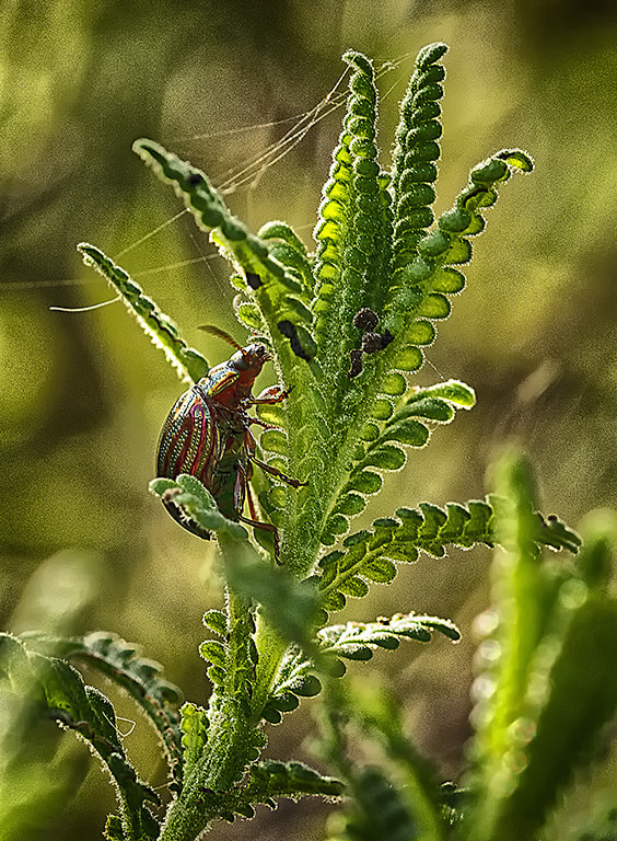 Sigma 105mm F2.8 EX DG OS HSM sample photo. Bright beetle dsc photography