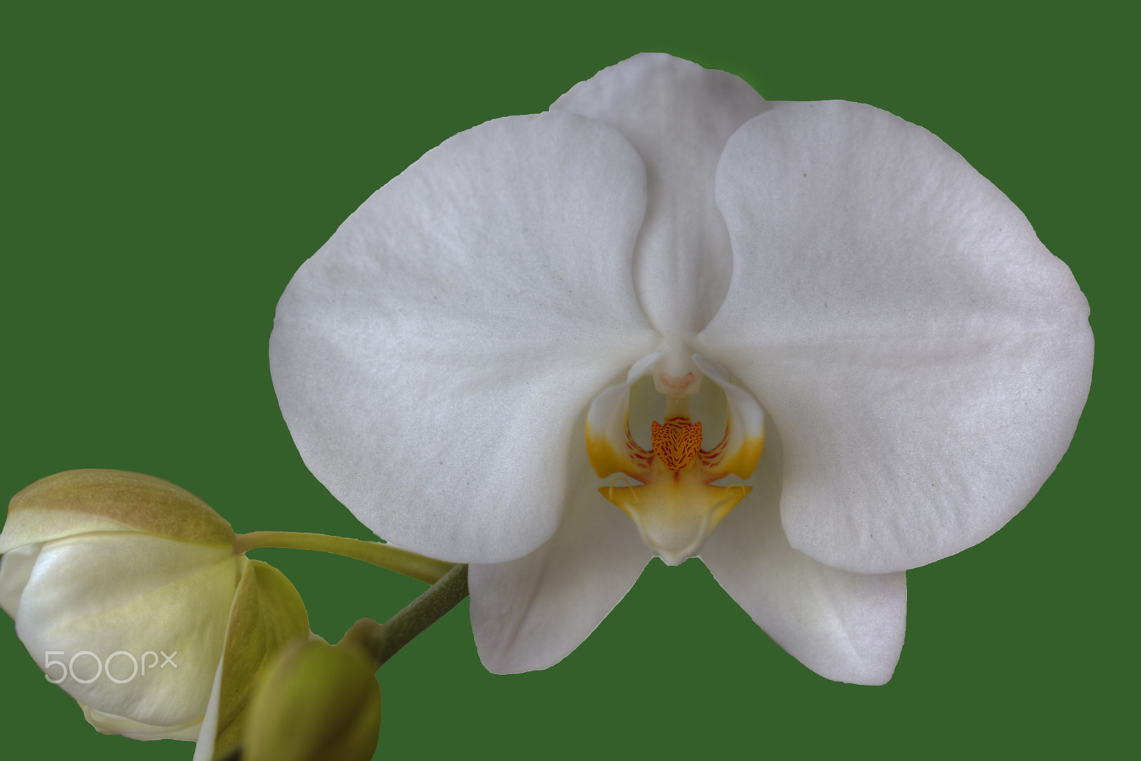 Canon EOS 5DS + Canon EF 100mm F2.8L Macro IS USM sample photo. Beautiful blooming orchid photography