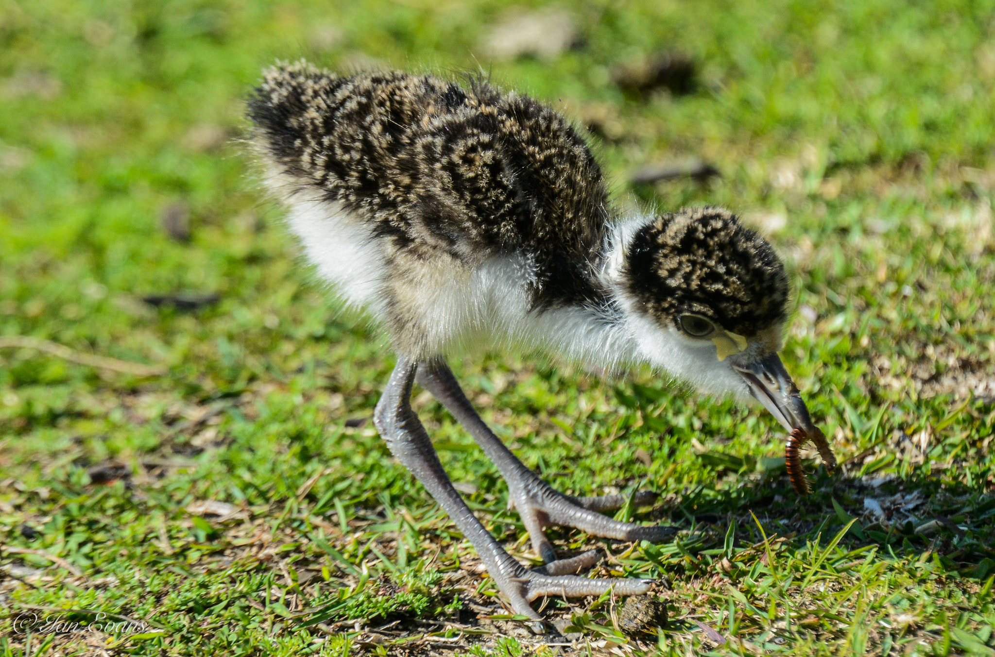 Nikon Nikkor AF-S 300mm F4E PF ED VR sample photo. Plover (masked lapwing) photography
