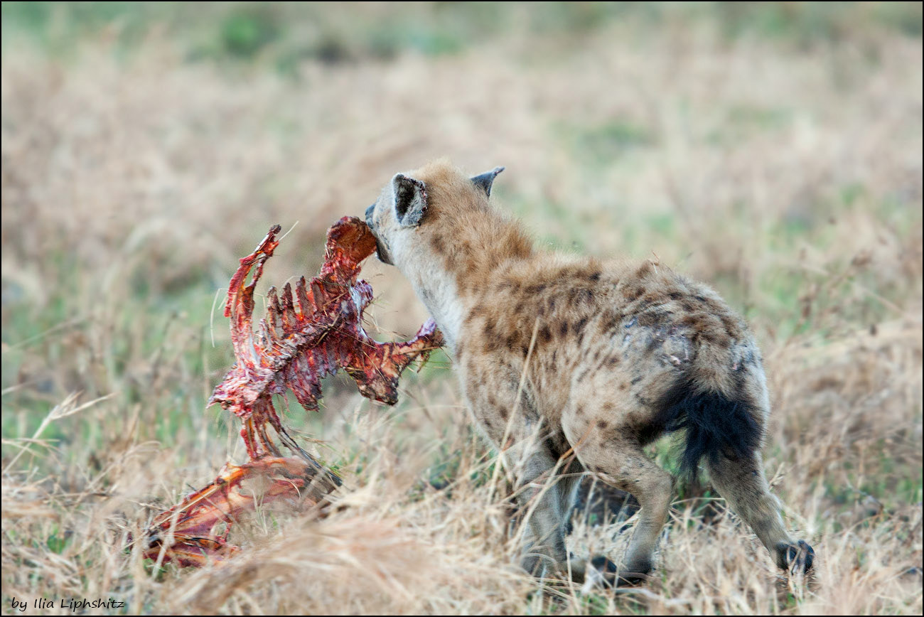 Canon EOS-1D Mark III + Canon EF 300mm F2.8L IS USM sample photo. Hyenas of serengeti №9 photography