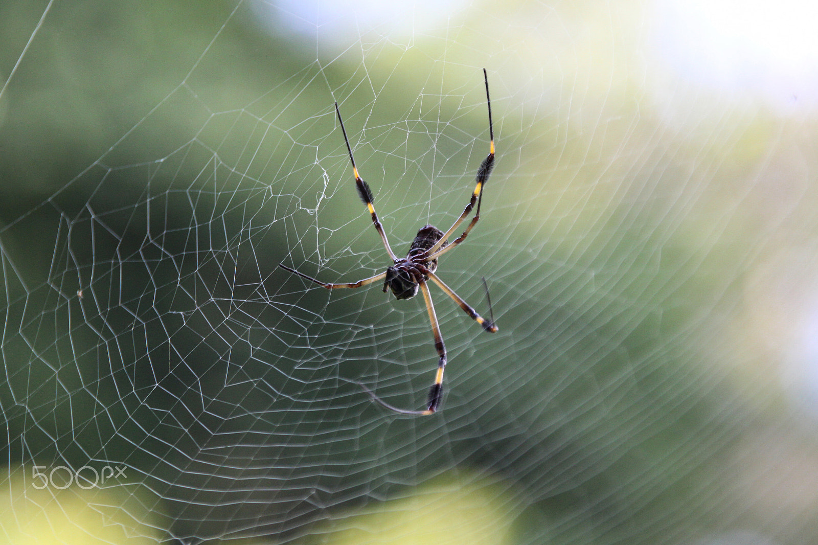 Sigma 18-200mm f/3.5-6.3 DC OS sample photo. Asymmetrical spider – costa rica photography