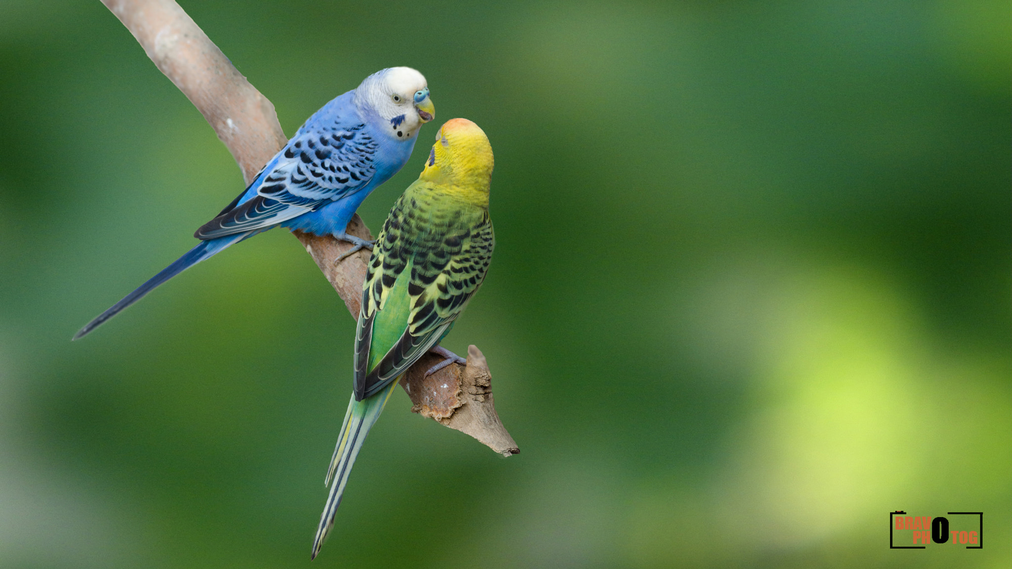 Kodak EASYSHARE Z1015 IS DIGITAL CAMERA sample photo. Love birds photography