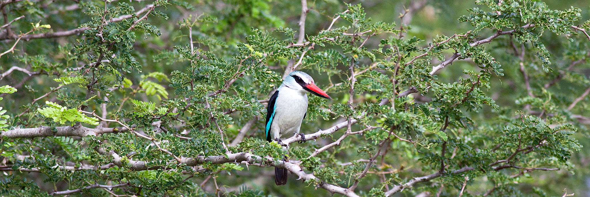 Canon EOS 50D + Canon EF 400mm F5.6L USM sample photo. Woodland kingfisher photography