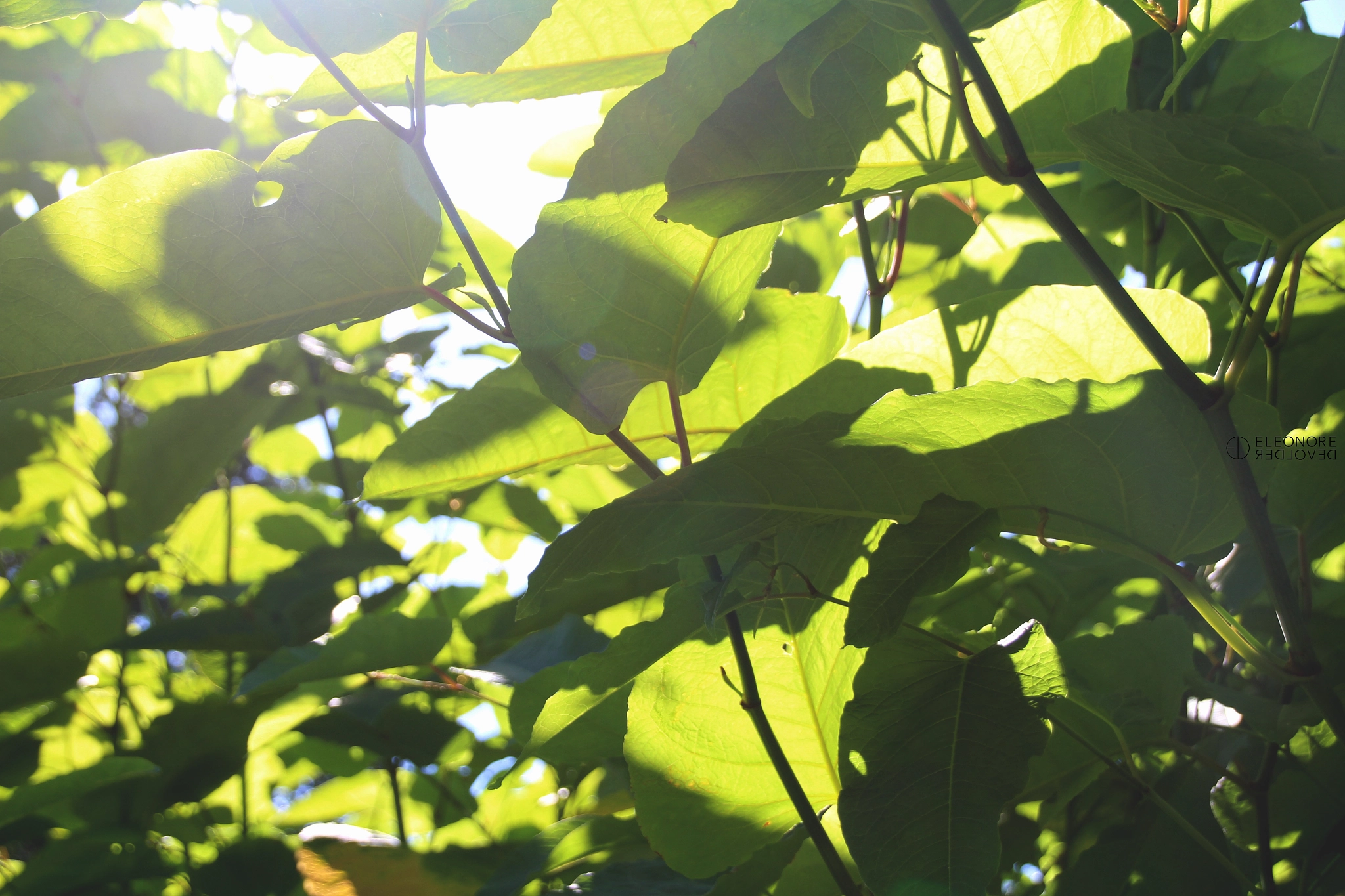 Sigma 18-250mm F3.5-6.3 DC OS HSM sample photo. Light leafs photography