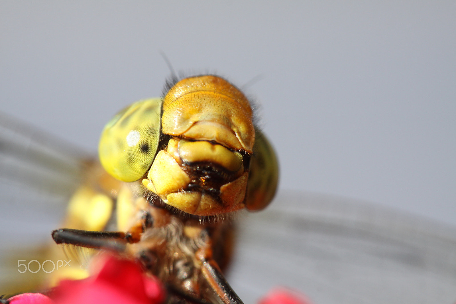 Sigma APO Macro 180mm F2.8 EX DG OS HSM sample photo. Dragonfly head in macro photography