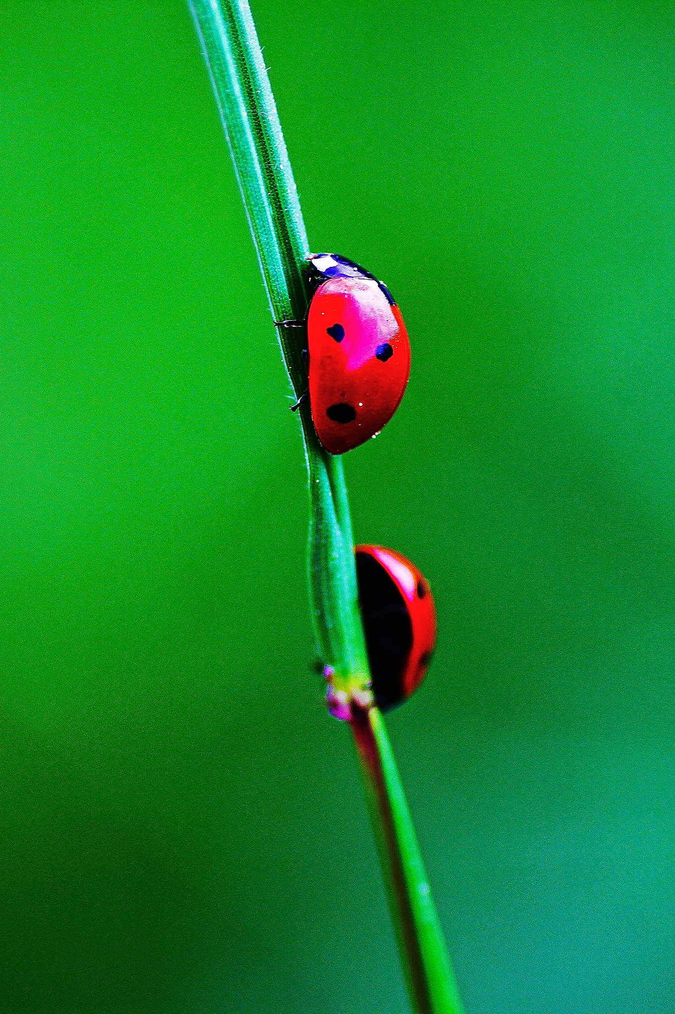 Tamron SP AF 90mm F2.8 Di Macro sample photo. Go your own way photography