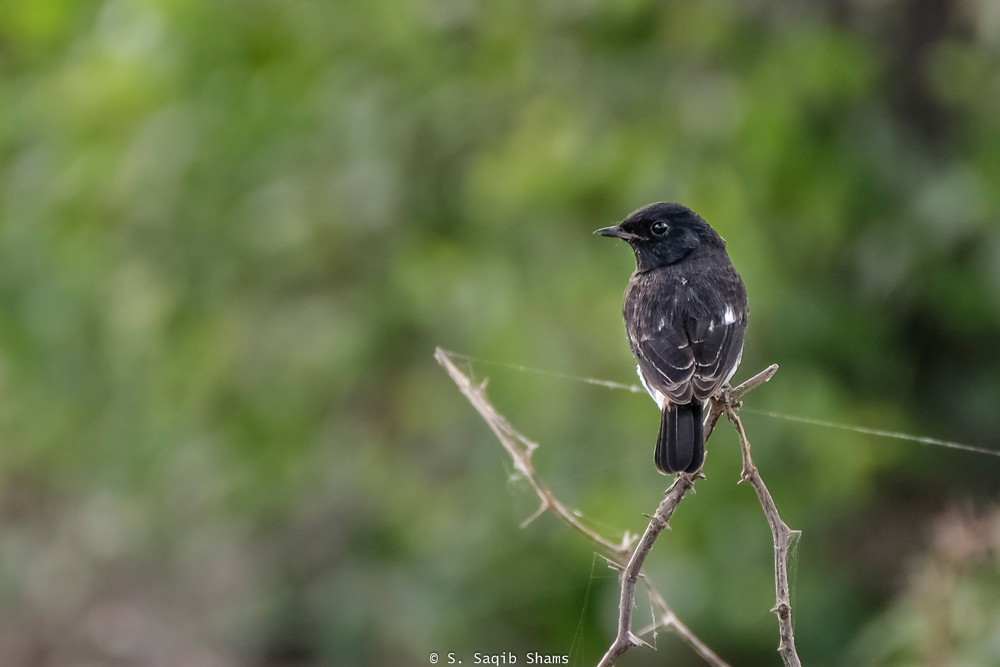 XF100-400mmF4.5-5.6 R LM OIS WR + 1.4x sample photo. Pied bushchat photography