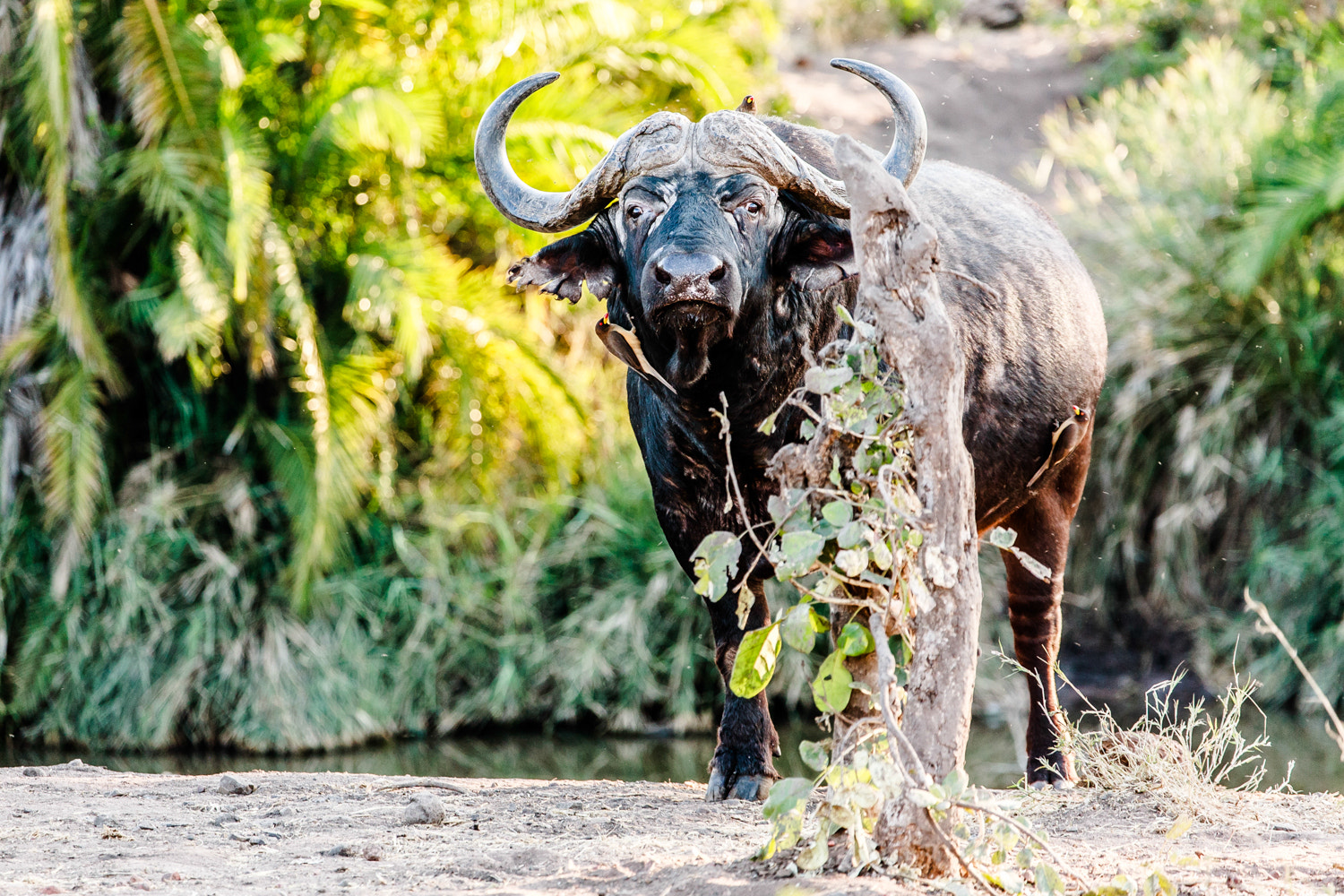 Canon EF 100-400mm F4.5-5.6L IS USM sample photo. African buffalo photography