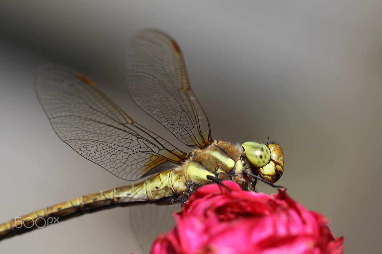Sigma APO Macro 180mm F2.8 EX DG OS HSM sample photo. Dragonfly in macro photography