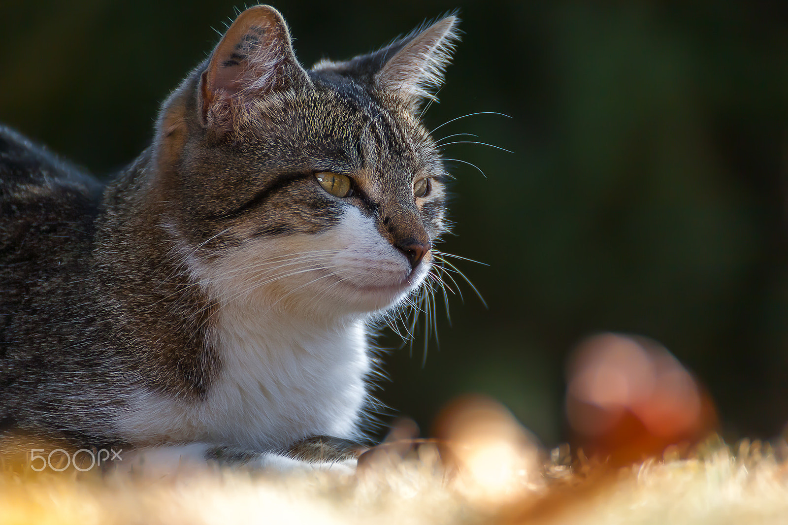Tamron SP 35mm F1.8 Di VC USD sample photo. Morning cat portrait mila photography