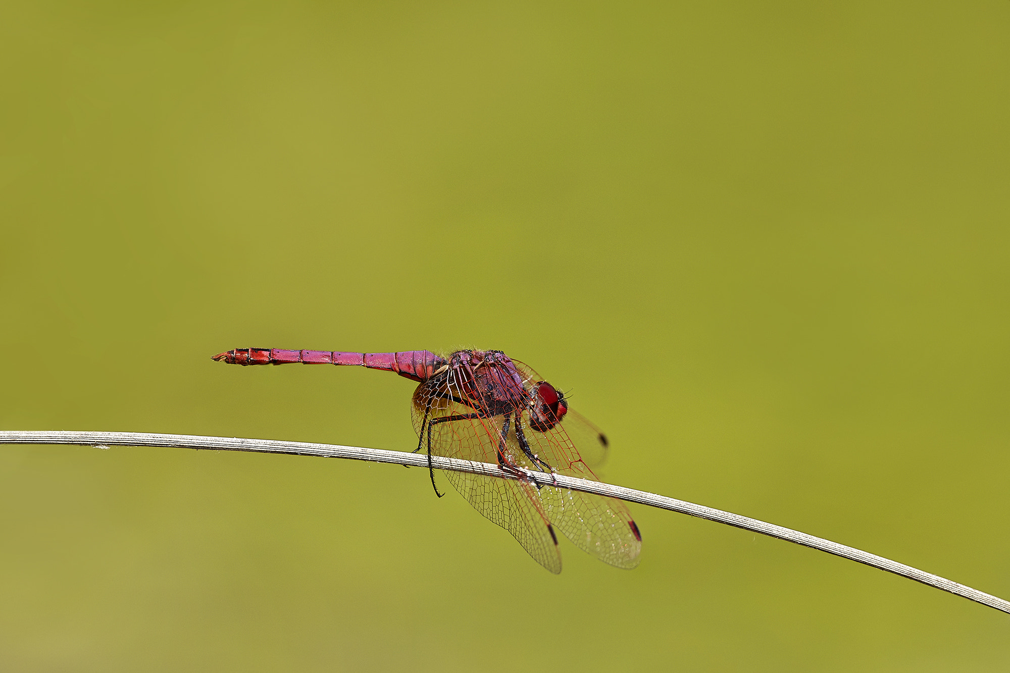 Canon EF 180mm F3.5L Macro USM sample photo. Violet dropwing photography