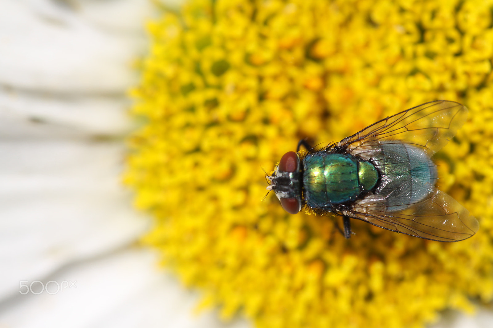 Sigma APO Macro 180mm F2.8 EX DG OS HSM sample photo. Green blowfly, lucilia sericata photography