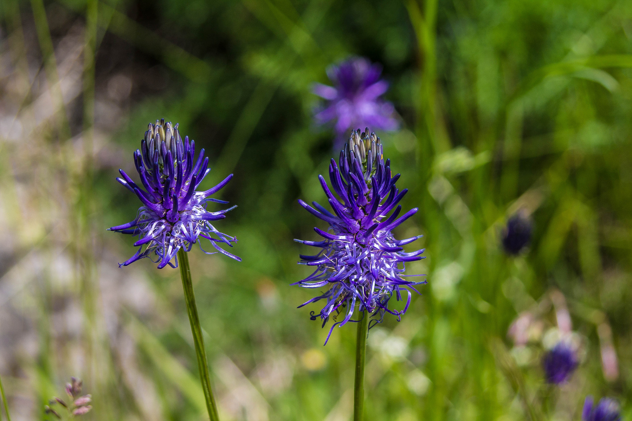 Canon EF 38-76mm f/4.5-5.6 sample photo. Flora photography