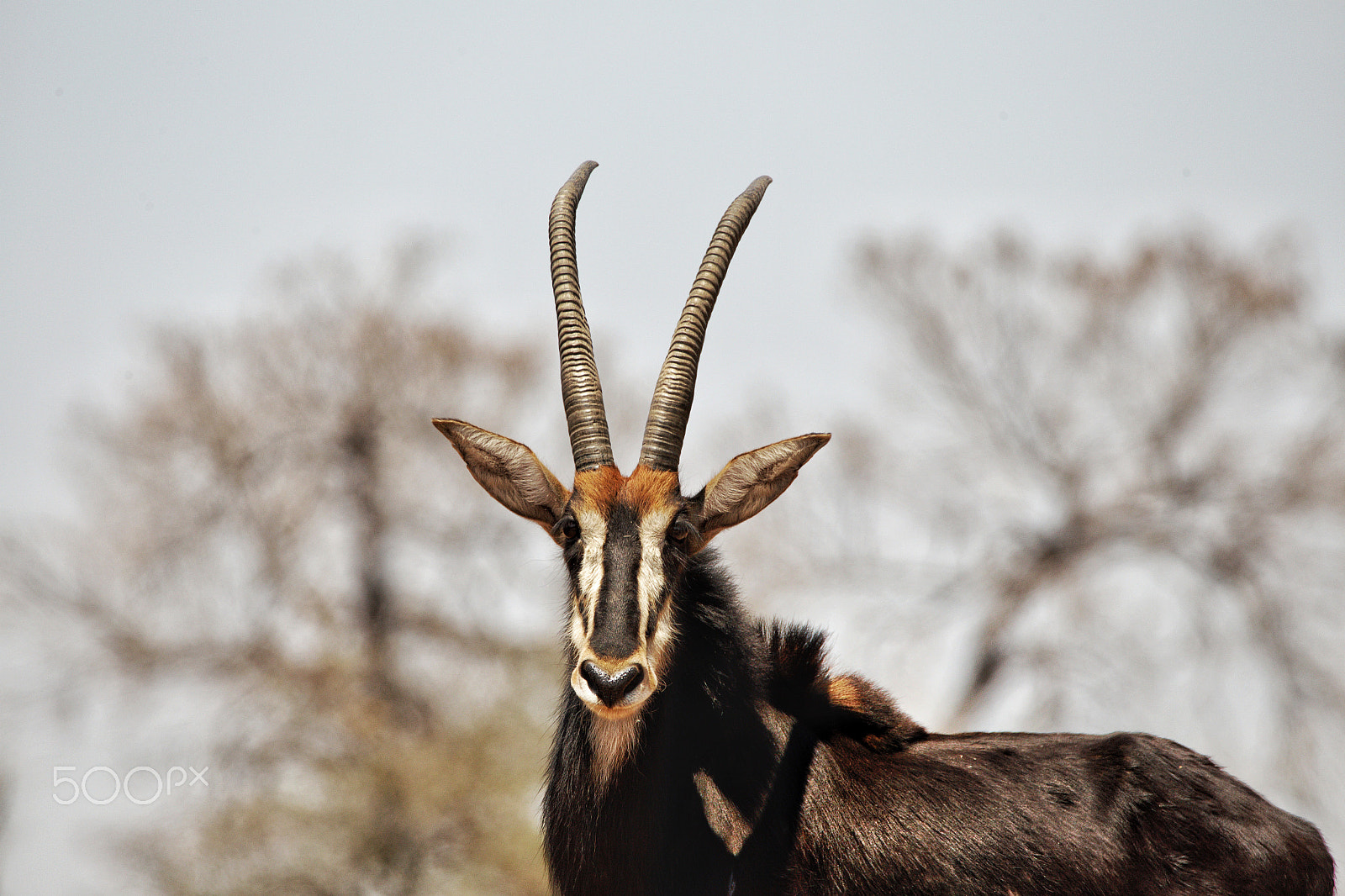 Tamron SP 150-600mm F5-6.3 Di VC USD sample photo. Sable antelope (hippotragus niger) photography