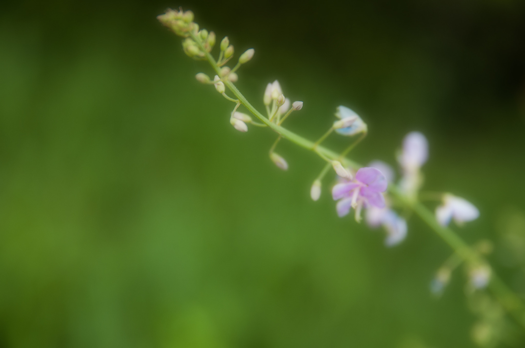 Nikon D300 + Sigma 18-50mm F2.8 EX DC Macro sample photo. Dsc photography