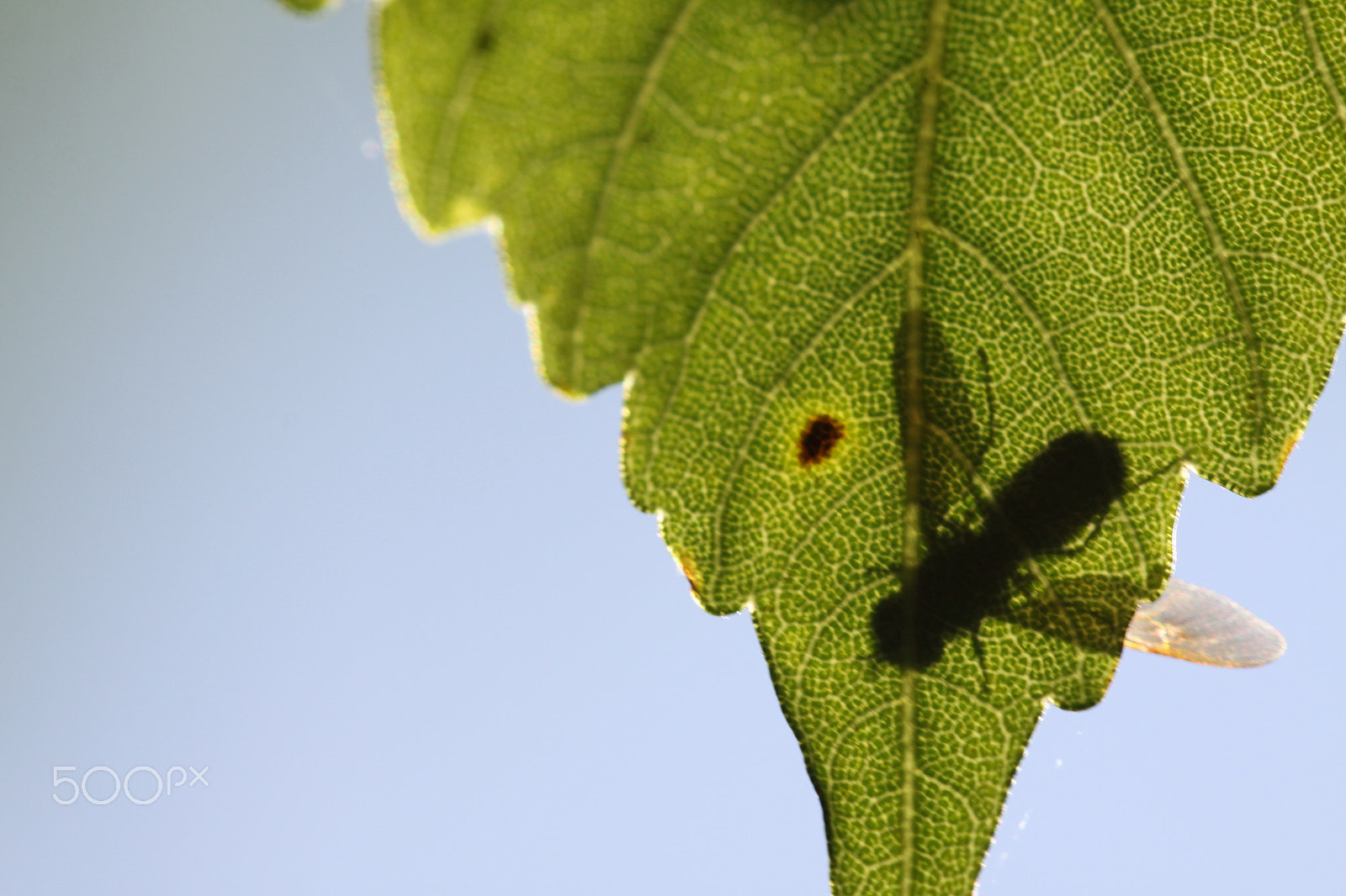Canon EOS 50D + Sigma APO Macro 180mm F2.8 EX DG OS HSM sample photo. Shadow of insect on leaf photography
