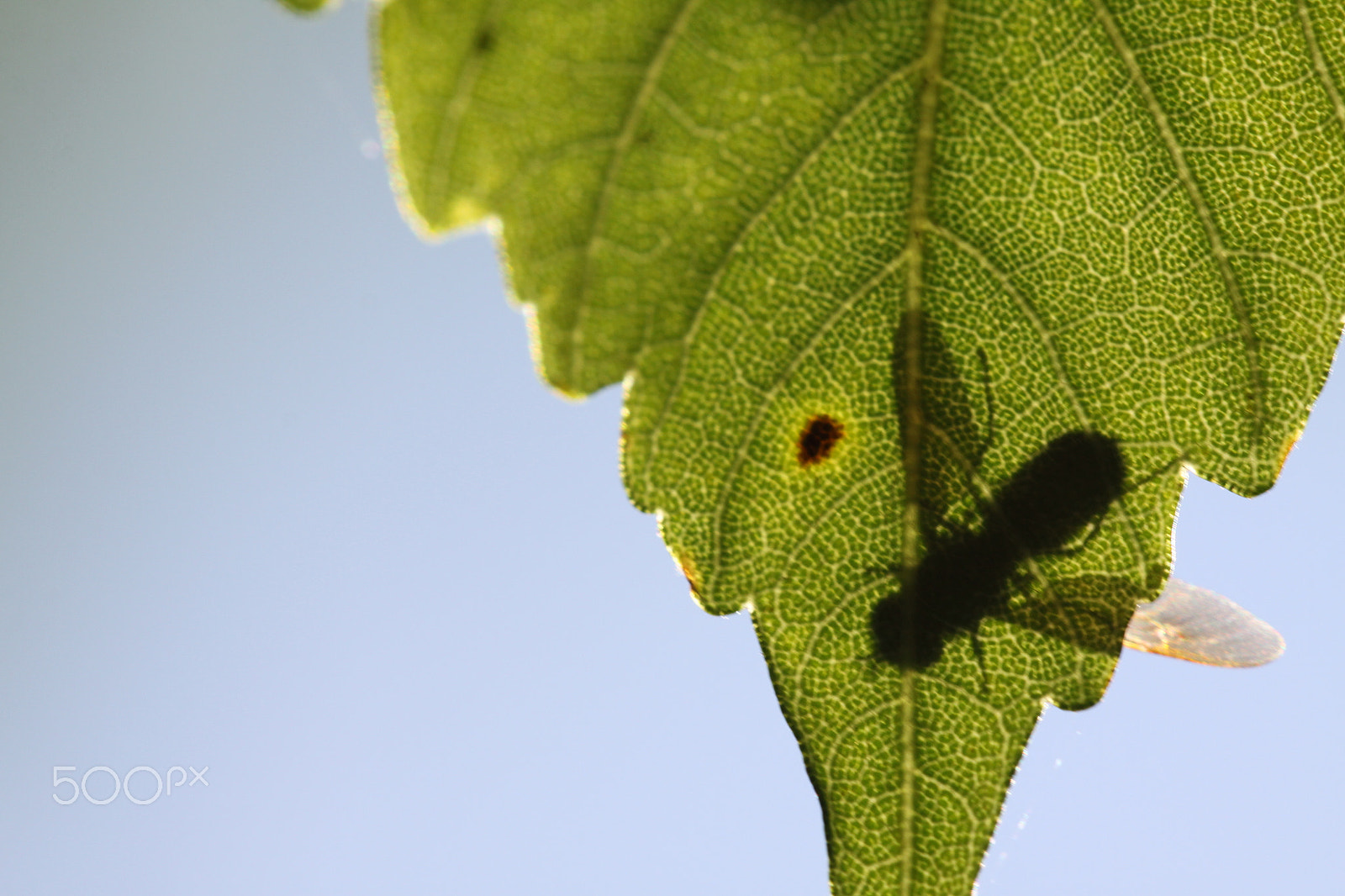 Sigma APO Macro 180mm F2.8 EX DG OS HSM sample photo. Shadow of insect on leaf photography