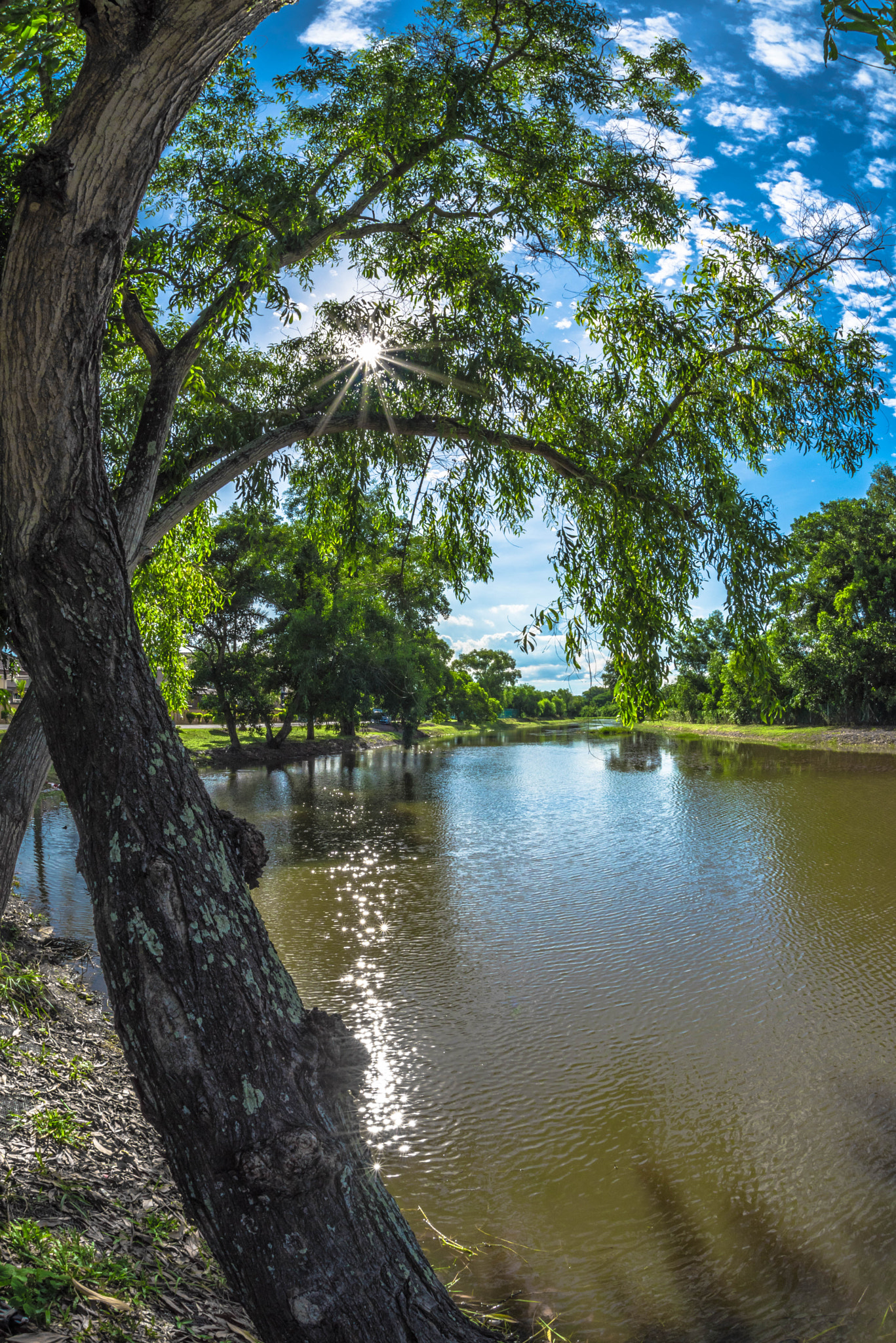 Nikon D750 + Sigma 15mm F2.8 EX DG Diagonal Fisheye sample photo. Sun hide behind the leaf. photography